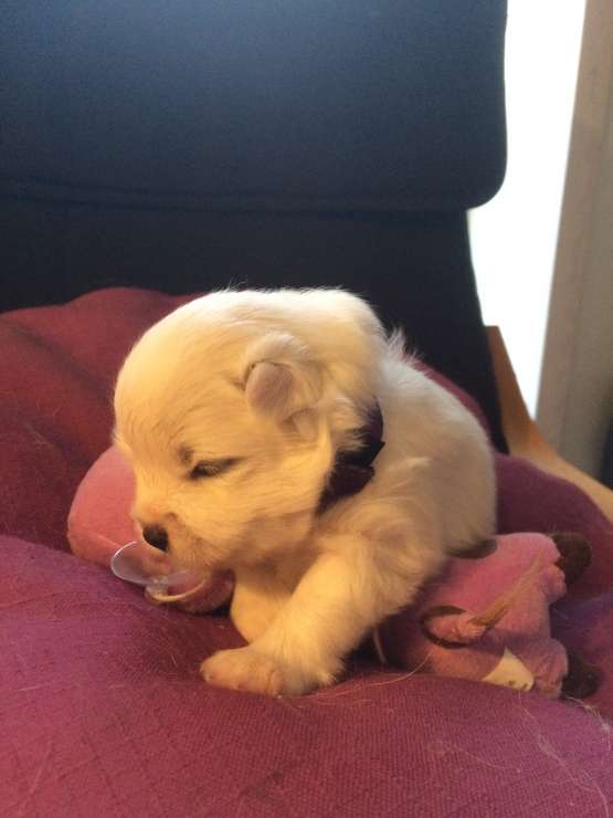 2 uger gammel - vægt nu 661 gram #