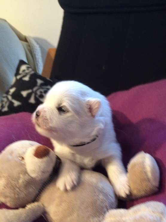 2 uger gammel - vægt nu 526 gram #